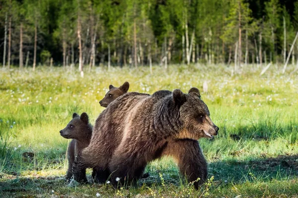 Bear cubs dölja för en hon-Björn — Stockfoto