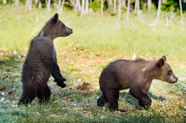 Cubs του καφέ αρκούδα — Φωτογραφία Αρχείου