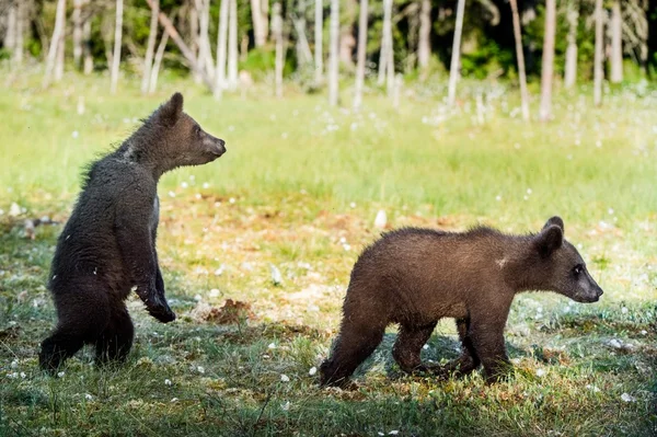 Cachorros de oso marrón — Foto de Stock