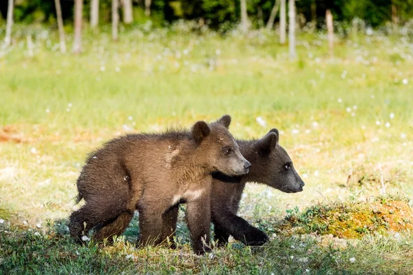 Cubs af brun bjørn - Stock-foto