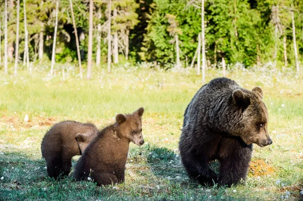Los cachorros de oso se esconden para un oso. — Foto de Stock