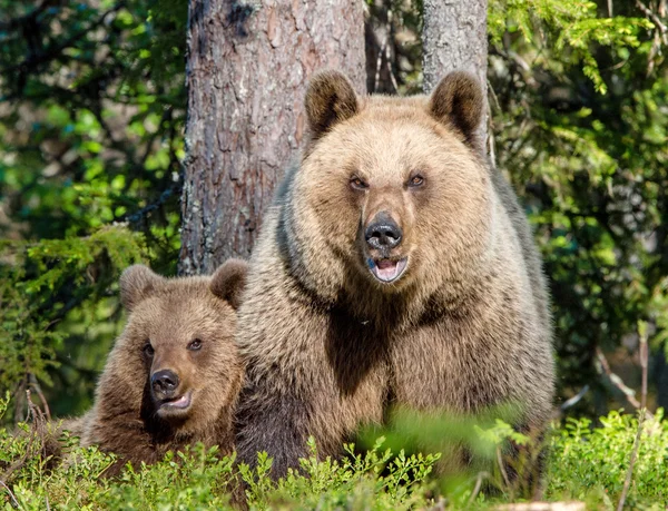 She-Bear and Cubs of Brown bear — Stock Image She-Bear and Cubs of Brown bear Stock Photo