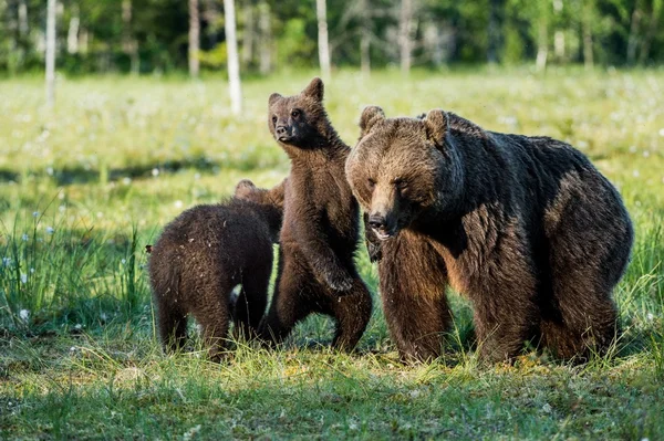 Bear cubs hide for a she-bear — Stock Image Bear cubs hide for a she-bear Stock Image