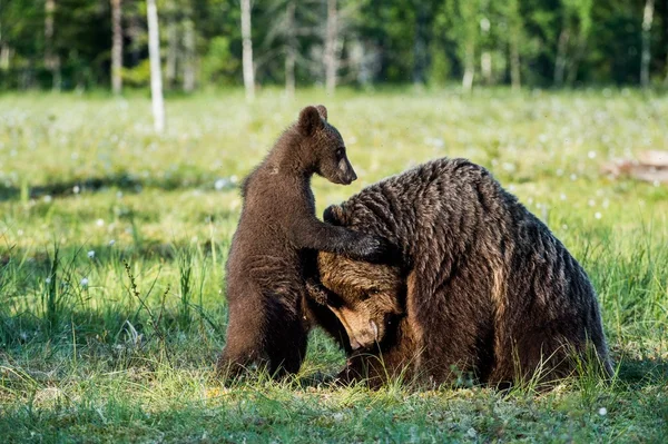 Животные Сибири Фото