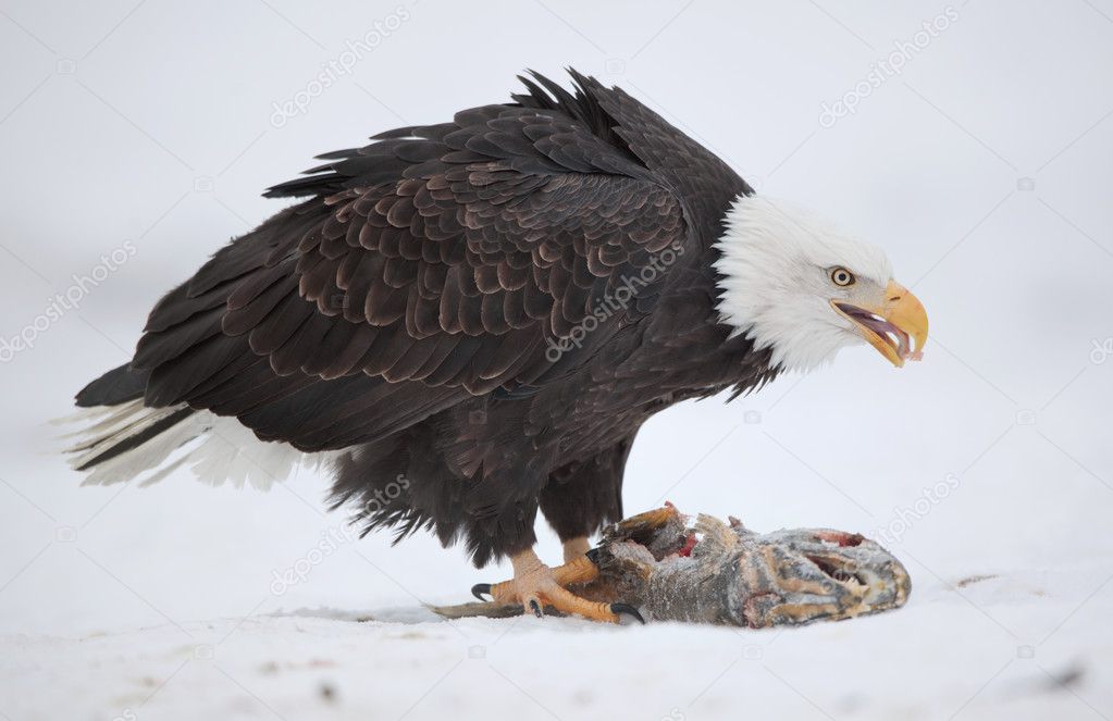 The Bald eagle sits on snow