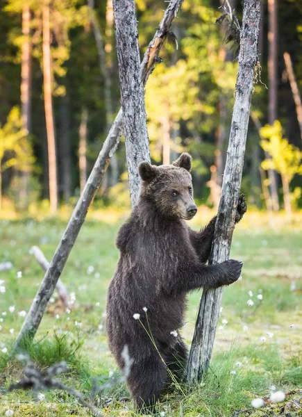 Bear cub stood up on its hind legs — Stock Photo, Image