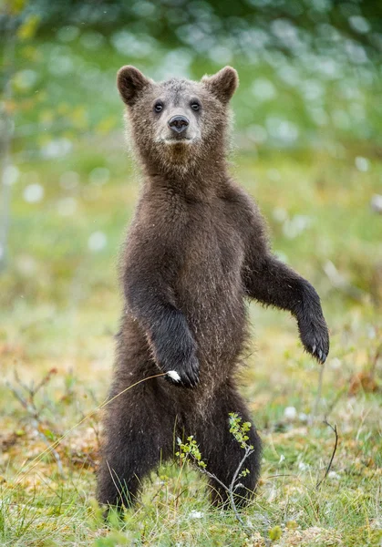 Bear cub stood up on its hind legs — Stock Photo, Image