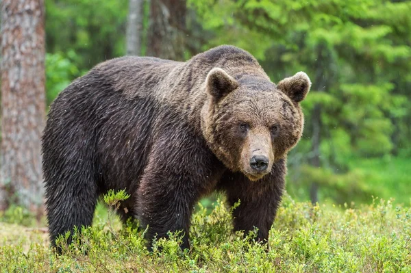 Wild bruine beer — Stockfoto