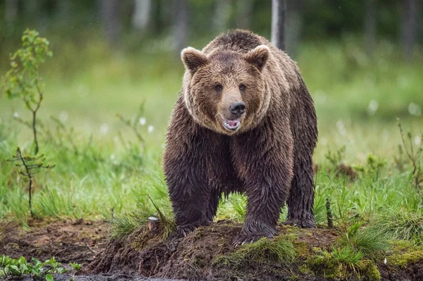 Urso pardo selvagem — Fotografia de Stock