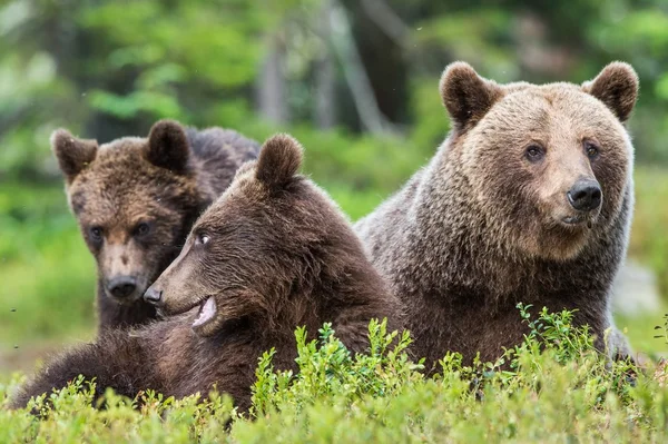 Ursa e Filhotes de Urso Castanho — Fotografia de Stock