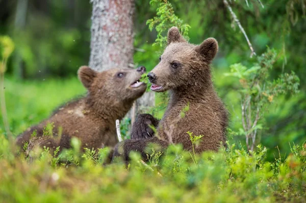 Cachorros de oso marrón — Foto de Stock