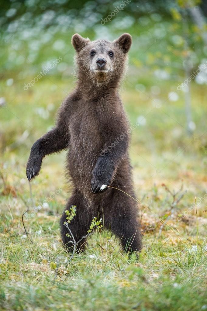 Ours Ourson Debout Sur Ses Pattes Arriere Image Libre De Droit Par Surzet C Ours Ourson Debout Sur Ses Pattes Arriere Image Libre De Droit Par Surzet C