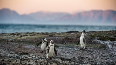 Kayanın üzerinde Afrika penguenler 