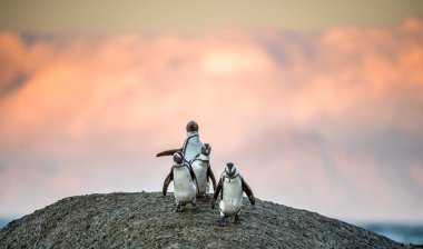 African penguins on boulder  clipart