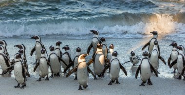 Afrika penguenler okyanustan yürümek 