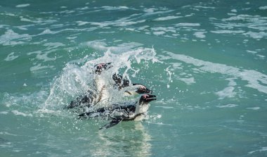 Afrika penguenleri suda yüzüyor 