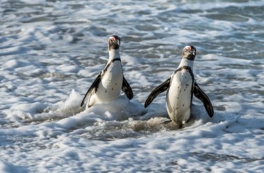 Afrika penguenler okyanustan yürümek