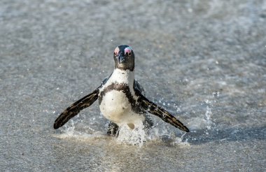 Afrika penguen okyanustan yürümek