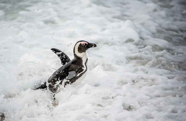 African penguin walk out of ocean — Stock Photo, Image