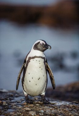Alacakaranlıkta Afrika penguenleri
