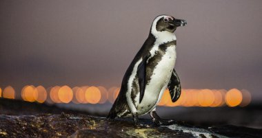 Alacakaranlıkta Afrika penguenleri