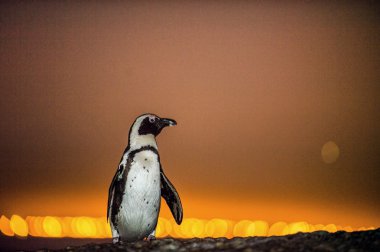 Alacakaranlıkta Afrika penguenleri