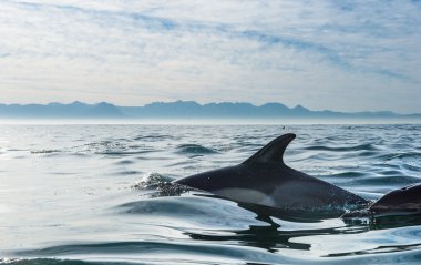 Group of dolphins swimming in the ocean  clipart