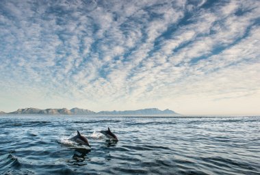 Okyanusta yüzmeye yunuslar grup 