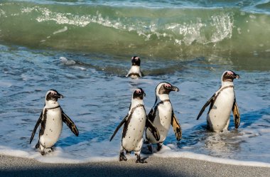 Afrika penguenler okyanustan yürümek 