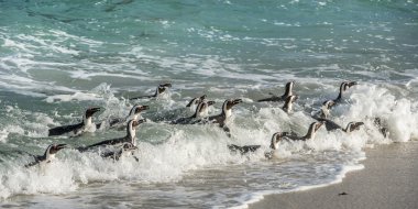 Afrika penguenleri suda yüzüyor 