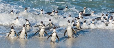 Afrika penguenler okyanustan yürümek 
