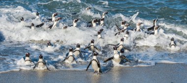 Afrika penguenler okyanustan yürümek 