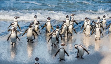 Afrika penguenler okyanustan yürümek 