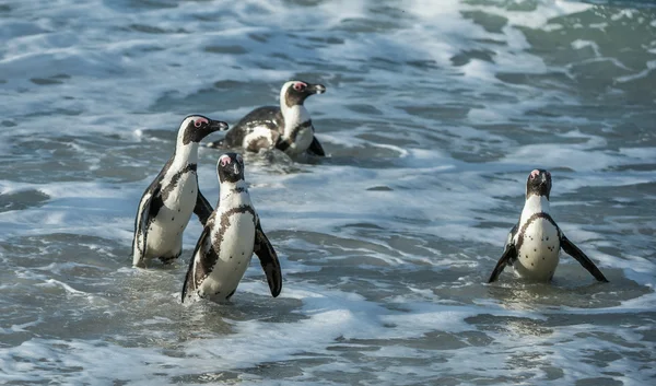 Африканський пінгвіни гуляють з океану і — стокове фото