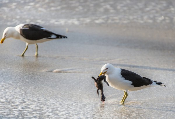 Black Backed Kelp Gulls