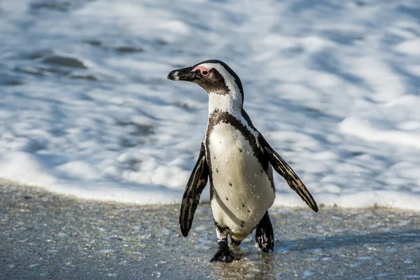 Paseo de pingüinos africanos fuera del océano — Foto de Stock