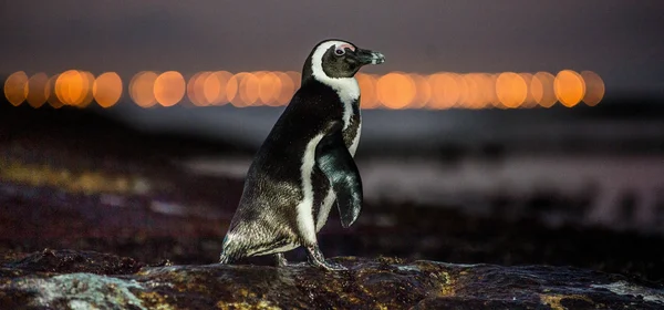 Afrikanska pingviner i skymningen — Stockfoto