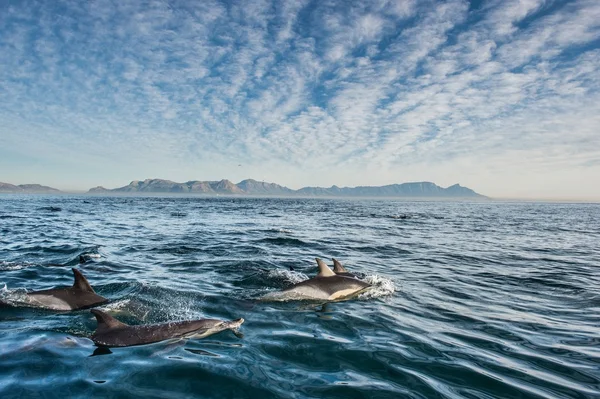 Groupe de dauphins nageant dans l'océan — Photo