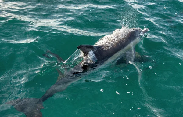 Delfín plavání v oceánu — Stock fotografie