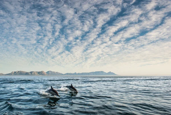 Groupe de dauphins nageant dans l'océan — Photo