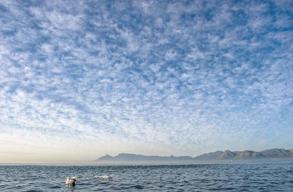 Delfine, Schwimmen und Jagd nach Fischen — Stockfoto