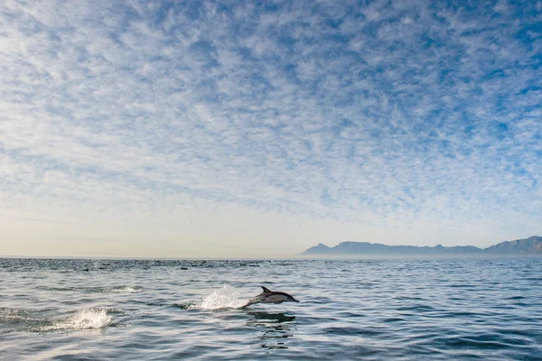 Delfin schwimmt im Ozean — Stockfoto