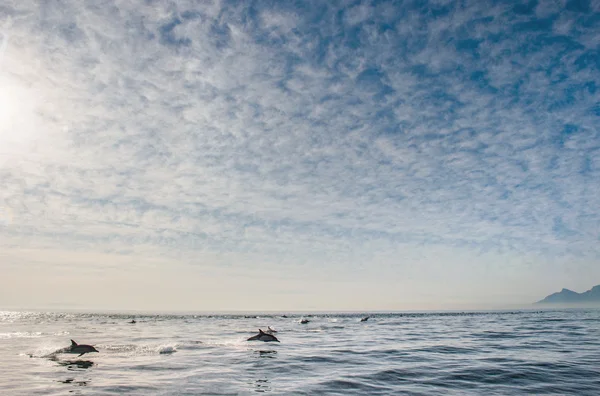 Groupe de dauphins nageant dans l'océan — Photo