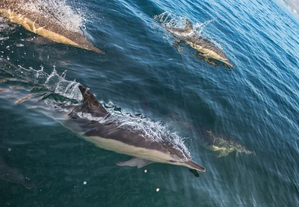 Grupa z kąpieli w oceanie delfiny — Zdjęcie stockowe