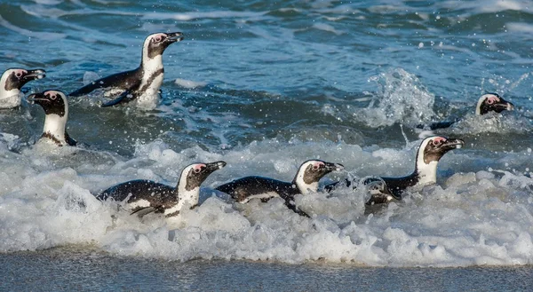 African penguins walk out of the ocean — Stock Photo, Image