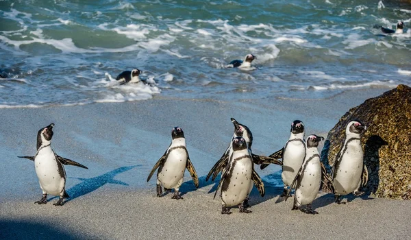 Pingüinos africanos salen del océano — Foto de Stock