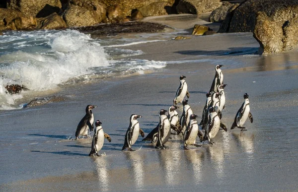 African penguins walk out of the ocean