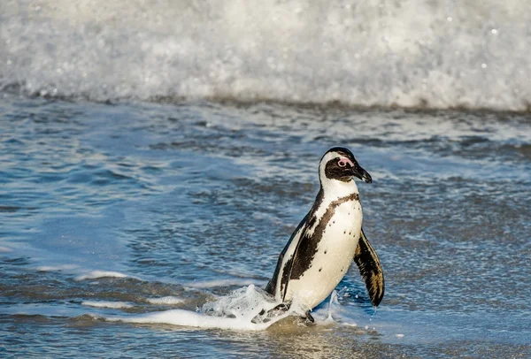 African penguin walk out of ocean — Stock Photo, Image