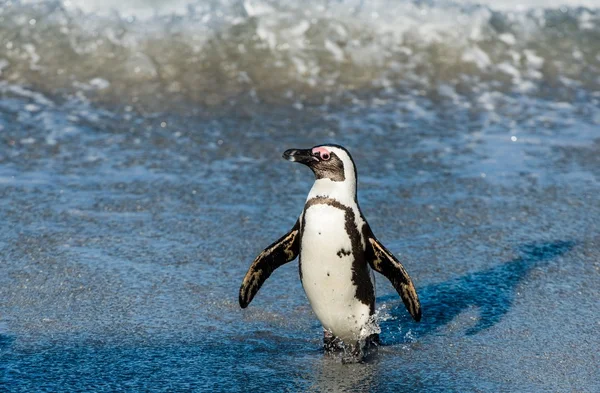 Αφρικανική penguin με τα πόδια από τον ωκεανό — Φωτογραφία Αρχείου