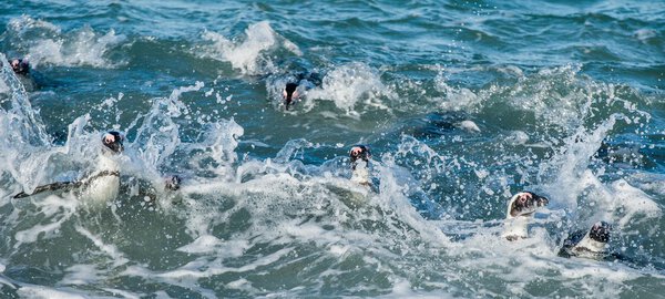 African penguins swimming in  water 